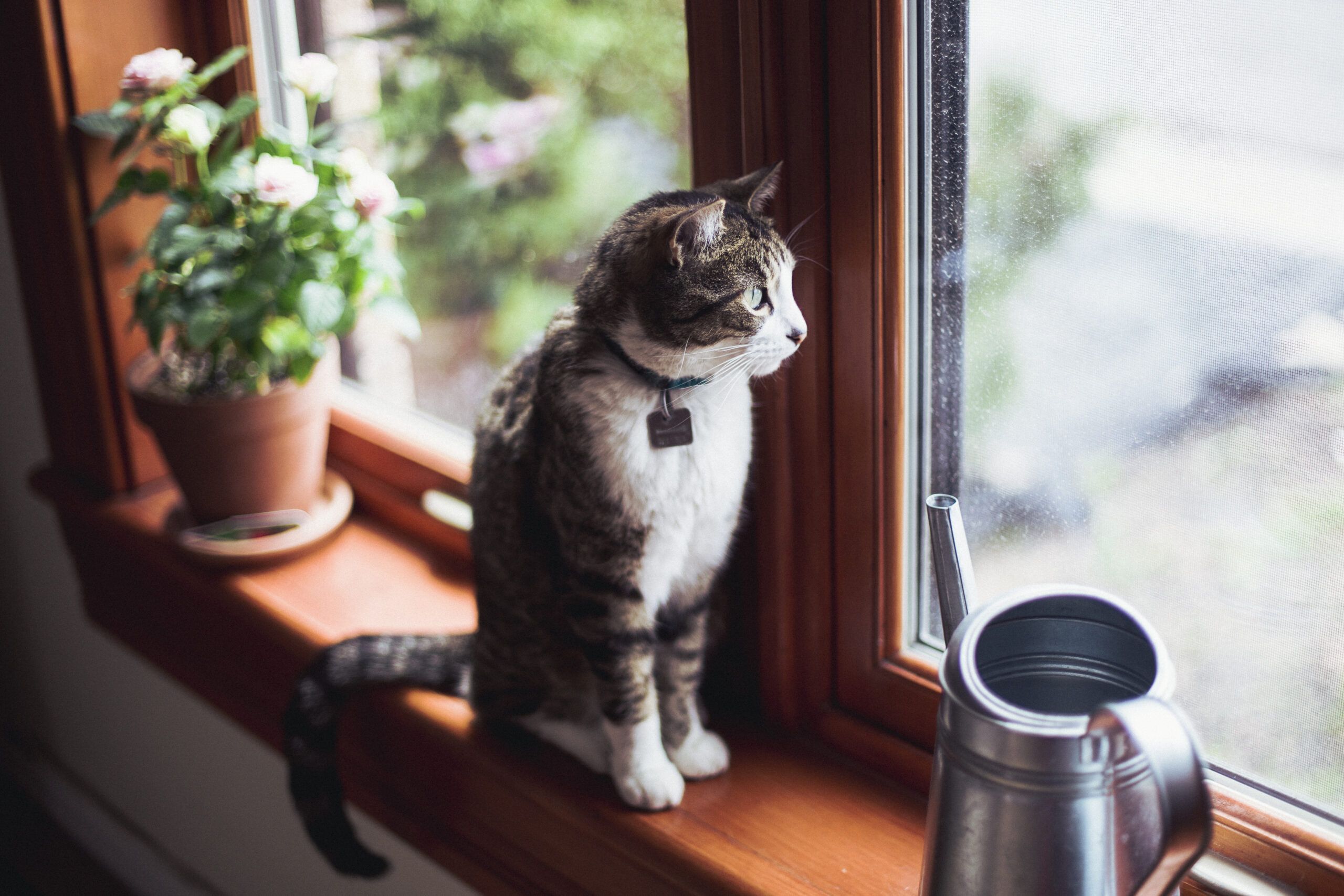 Cat staring out window