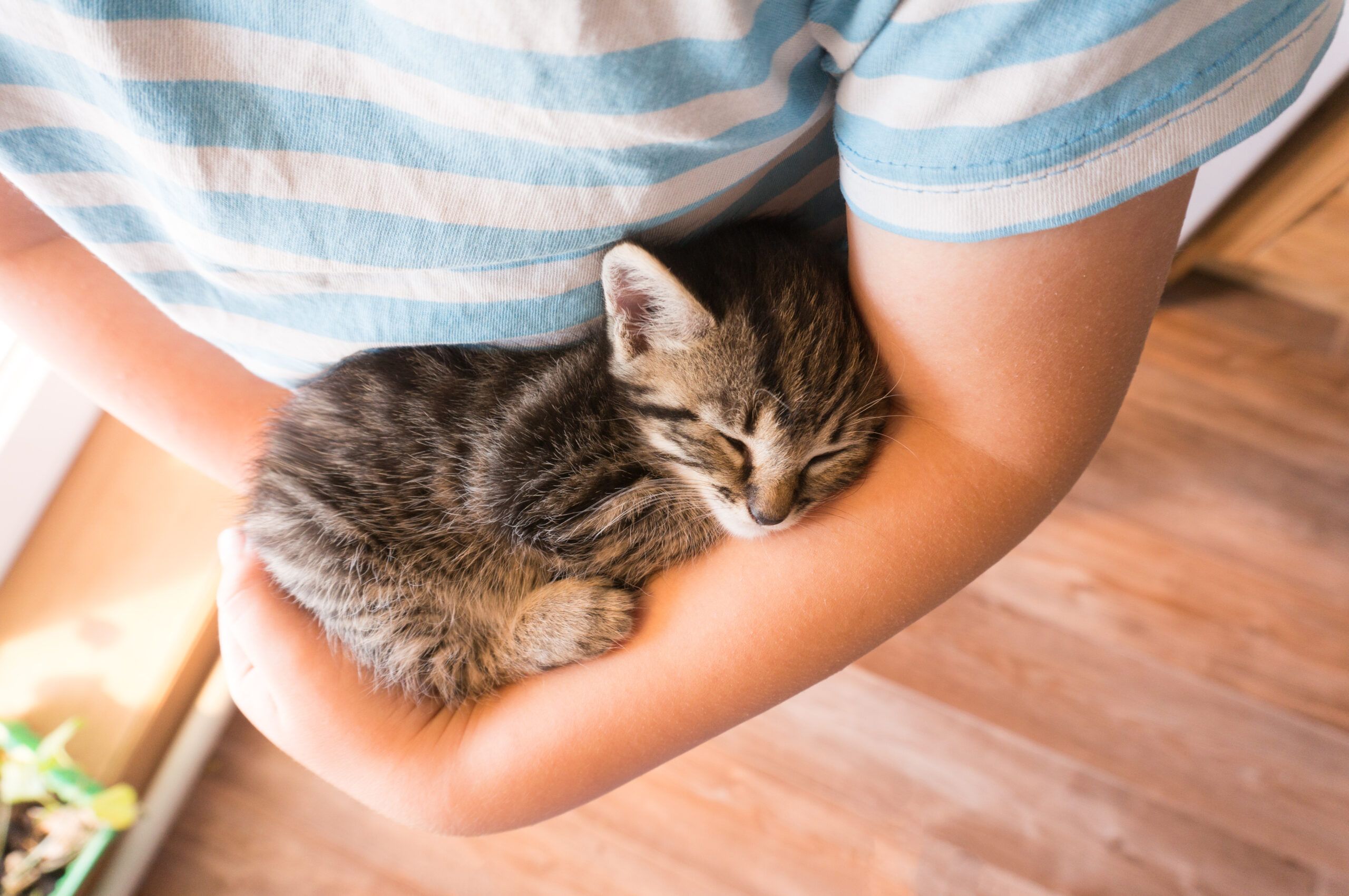 Kitten sleeping