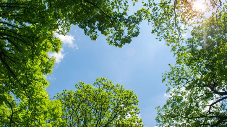 Lookibng upward through trees