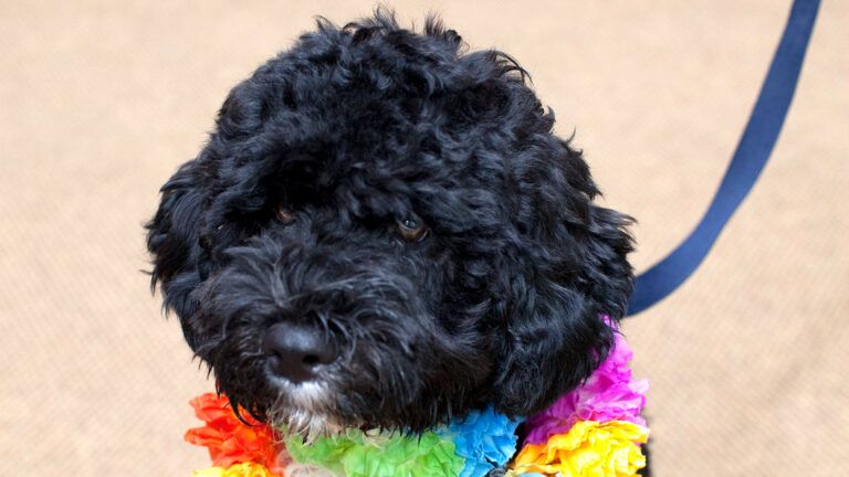 Bo, the nation's First Dog during the Obama adminstration