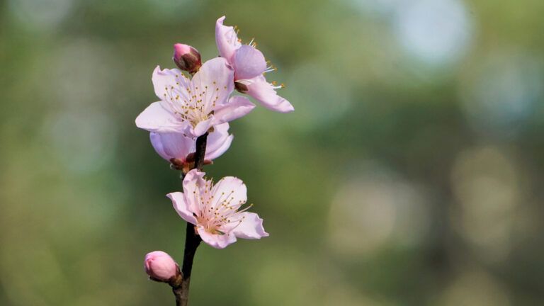 flowering_fruit_tree