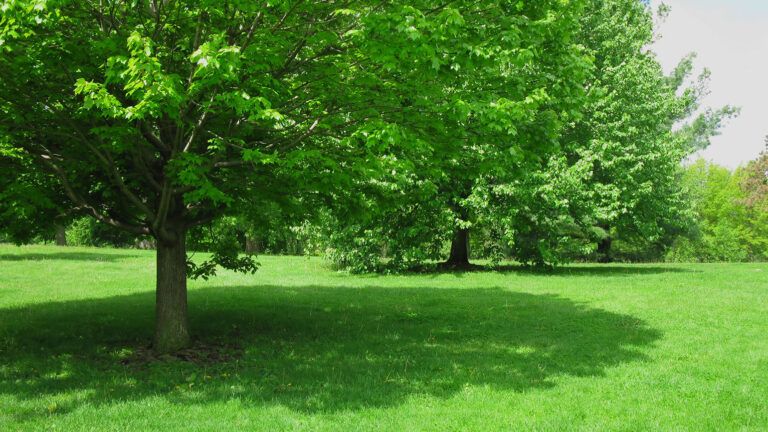 A lovely green shade tree