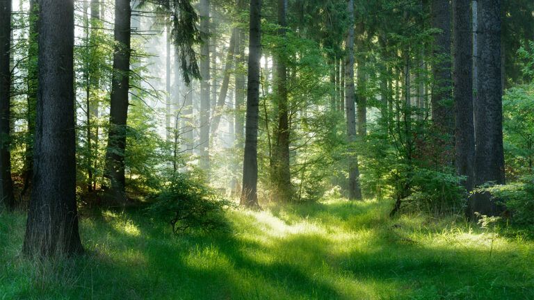 Sunbeams stream into a forest glade