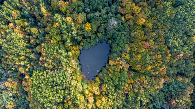 An aerial view of a lush forest