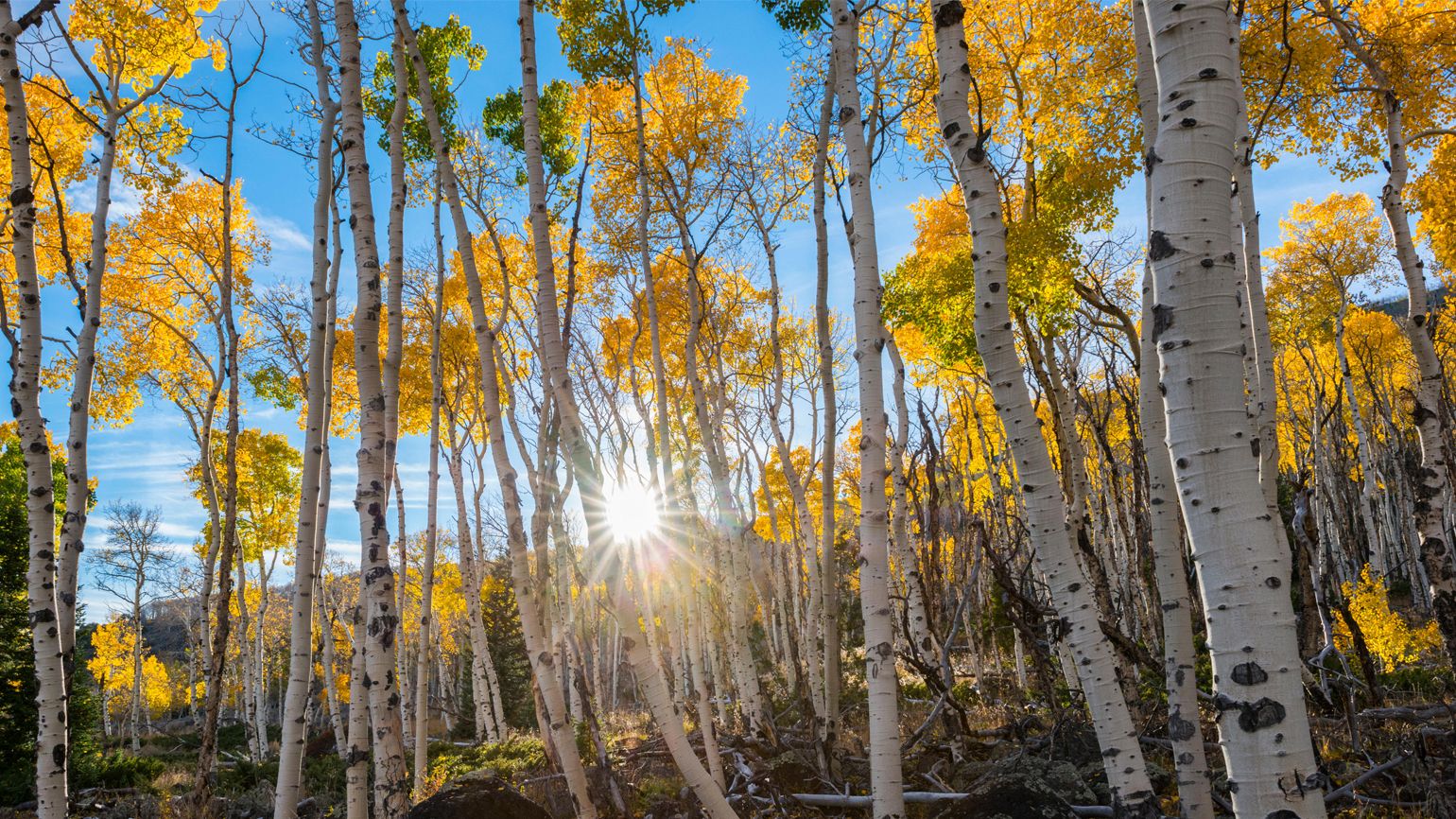 pando_utah