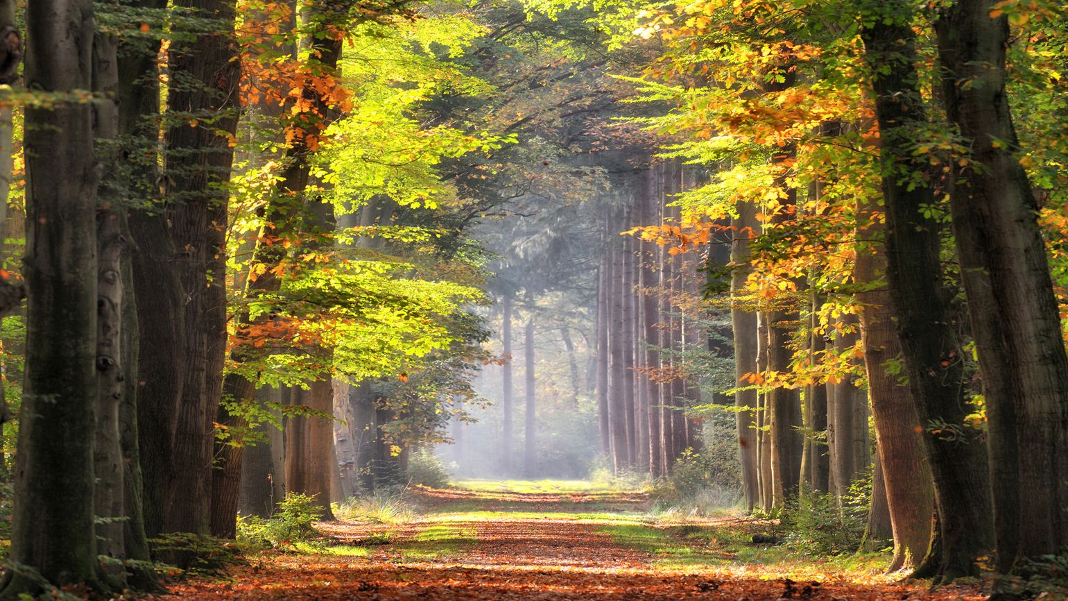 A scenic path through the woods.