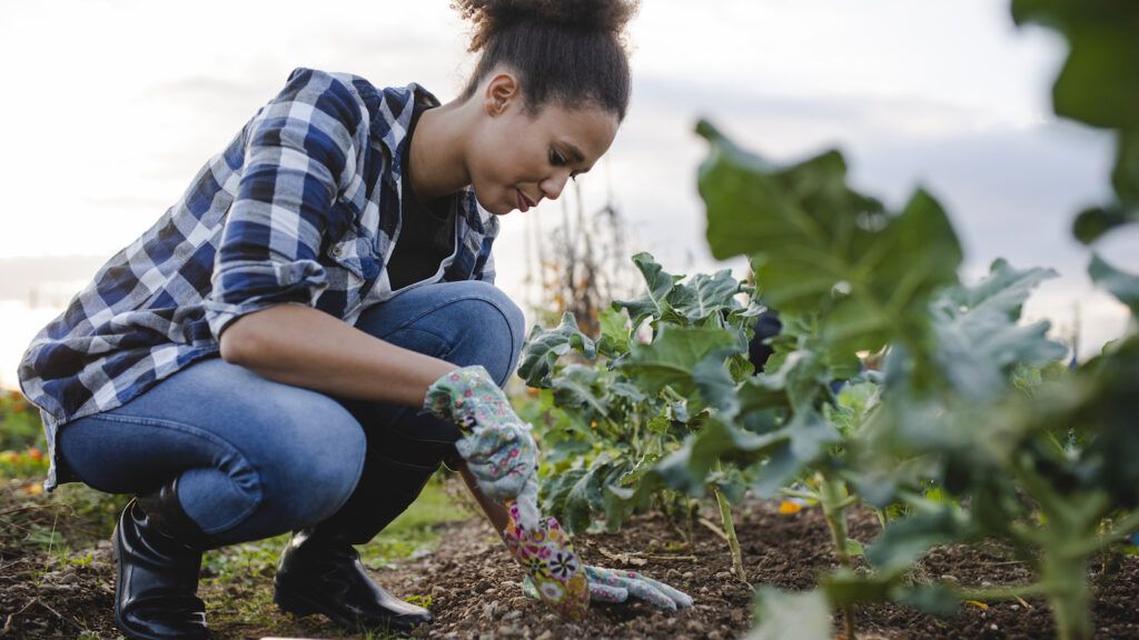 Patience in the garden