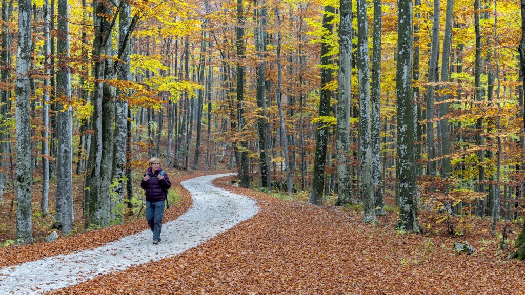 Walking in the fall leaves