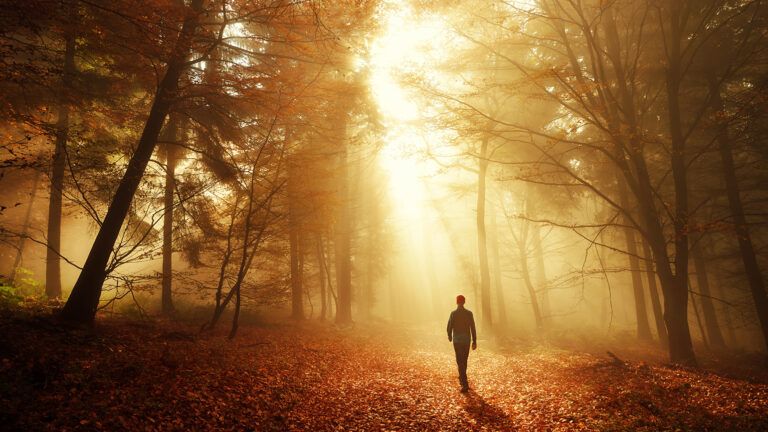 A woman walks in the woods on an autumn afternoon