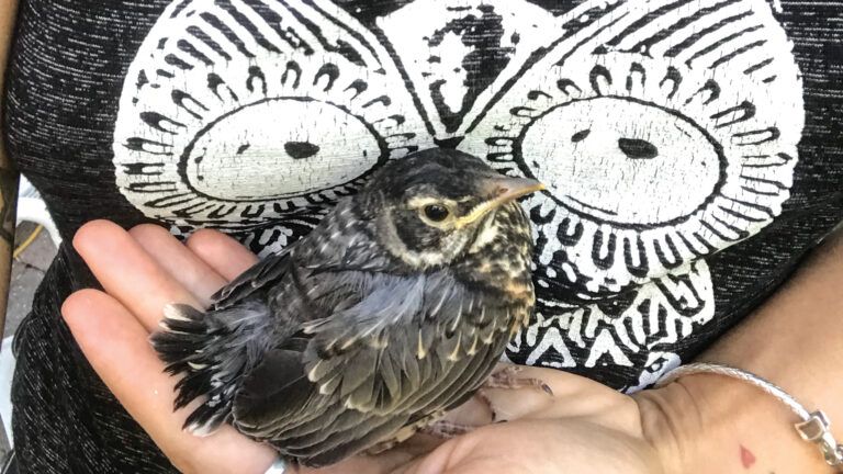 Kara Twomey holding Squeaker the robin in the palm of her hand.