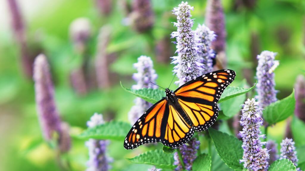 A female Monarch Butterfly is resting on a lavender Anise Hyssop blossom.