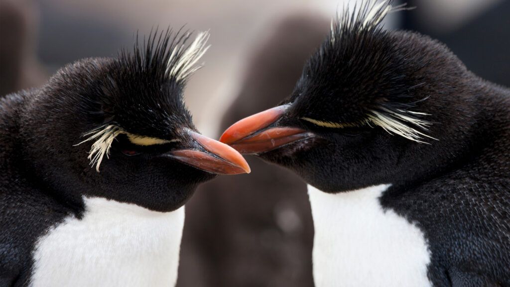 A family of Emperor penguins huddle together in the chill of Antarctica.