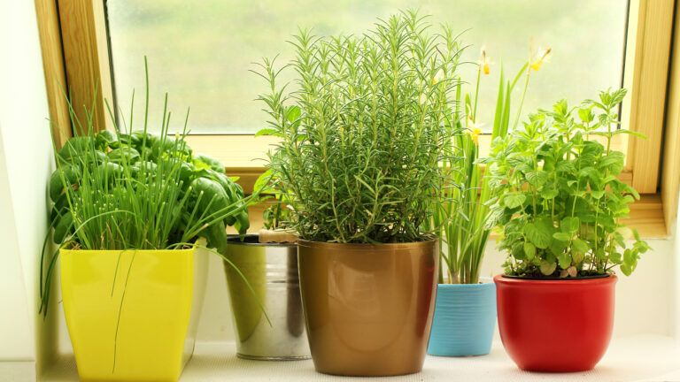 Kitchen herb garden