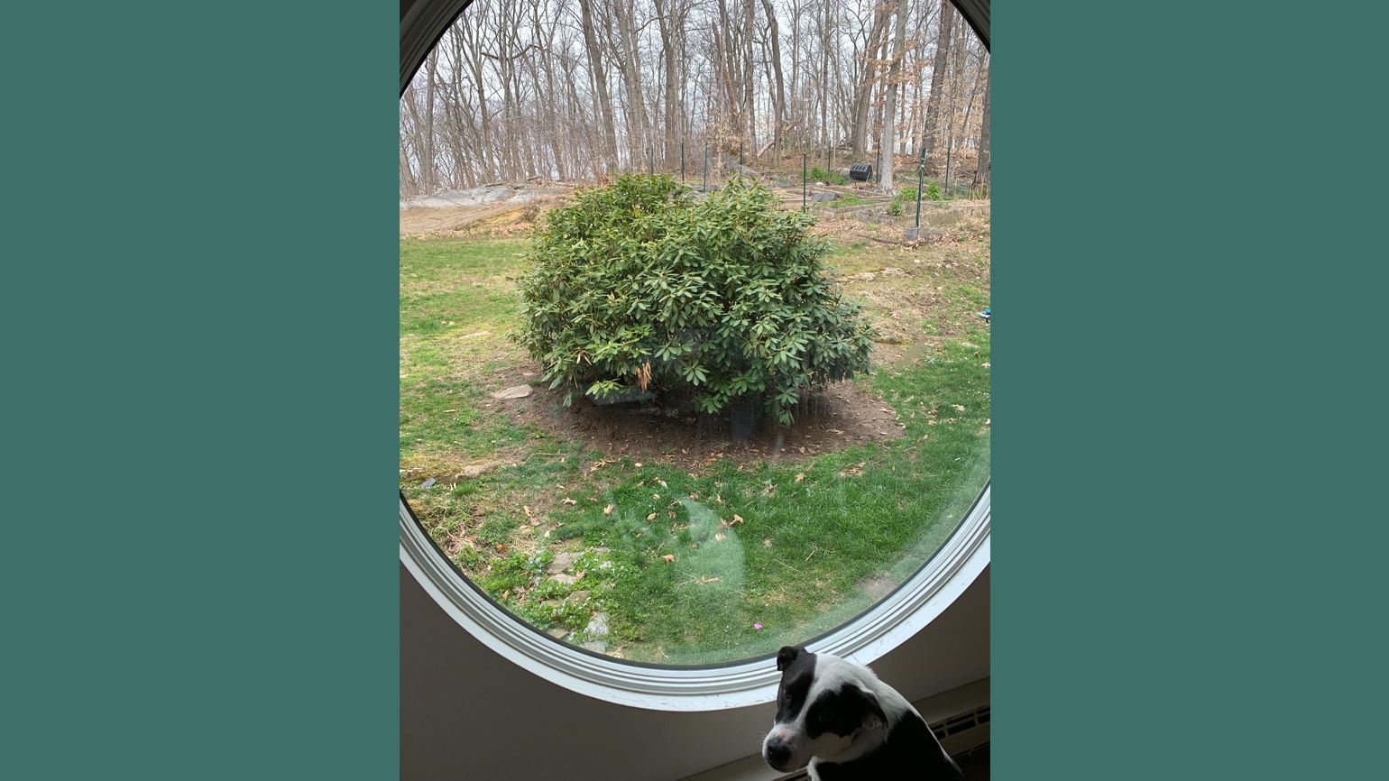 The dog Lincoln often stares out that window waiting for a bird to fly by or a chipmunk to chase.