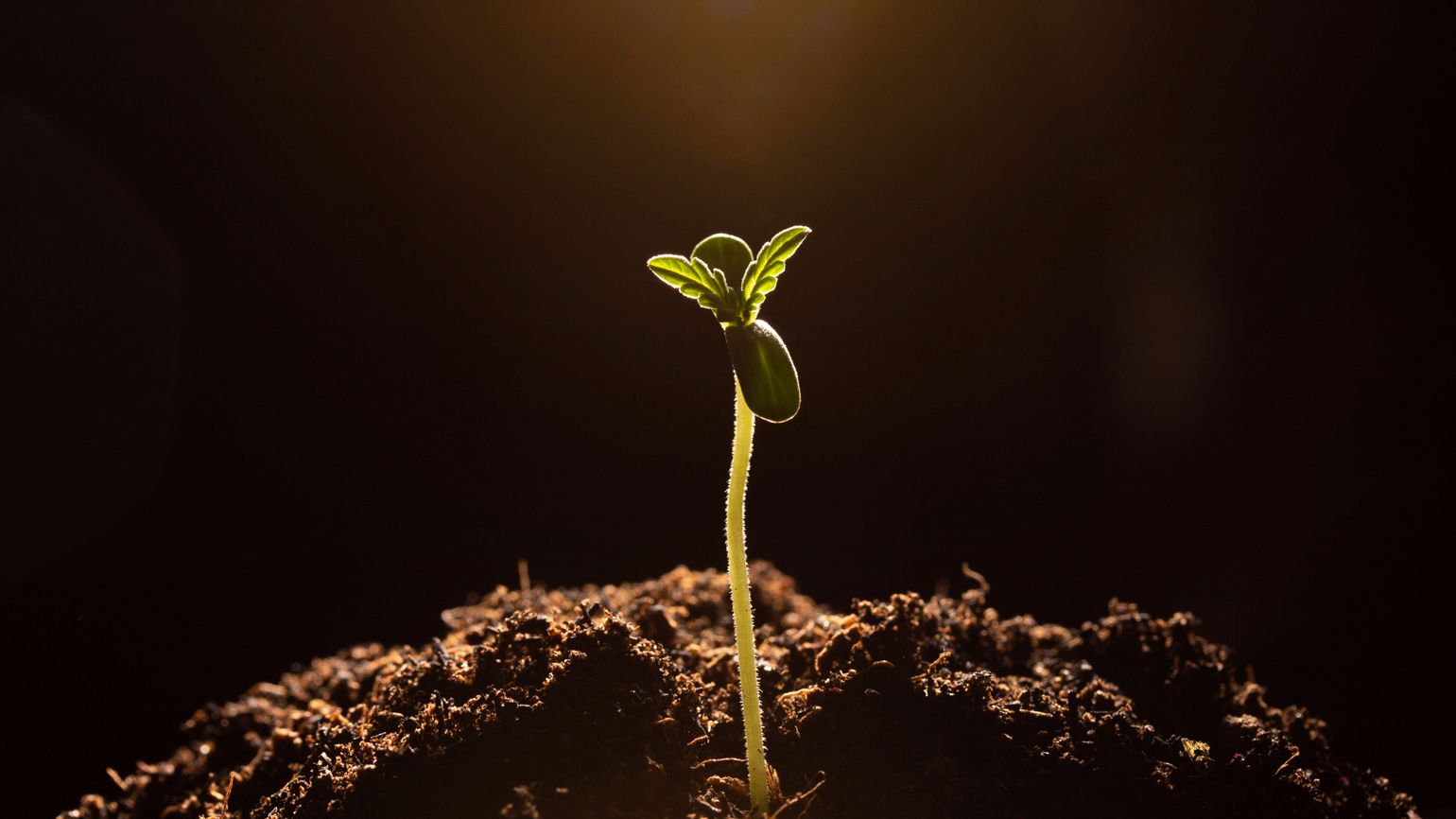 Close up of a sprout from soil.