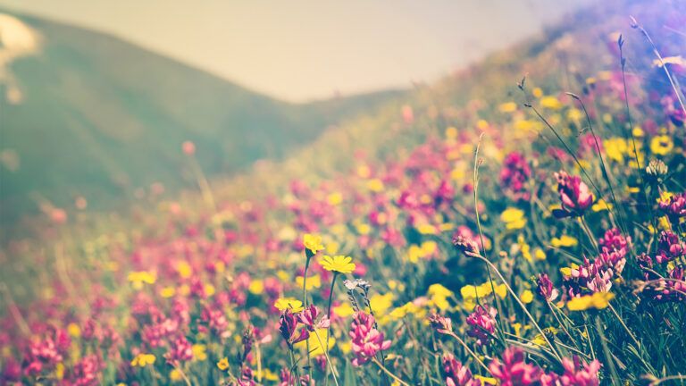 A field of wild flowers