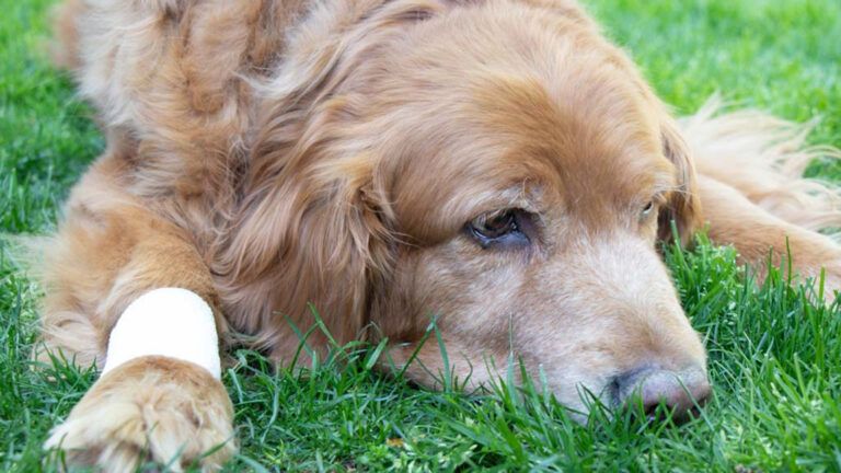 An injured golden retriever