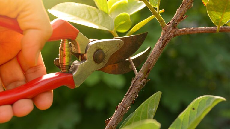 A gardener prunes a branch