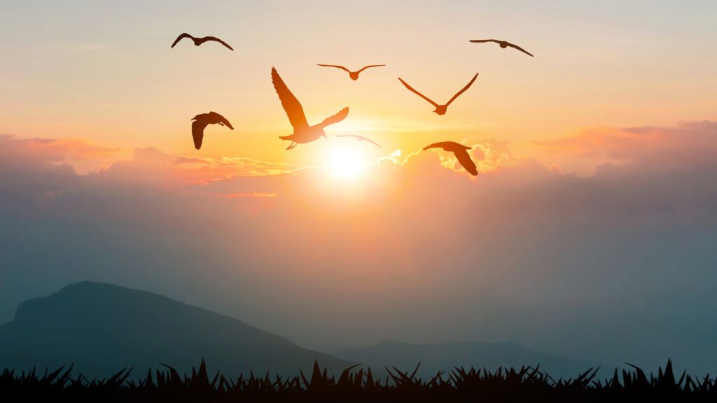 SIlouettes of birds flying during sunset.