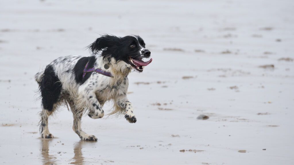 Dog running on the beach