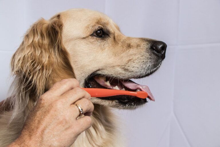 Brushing Dog's Teeth