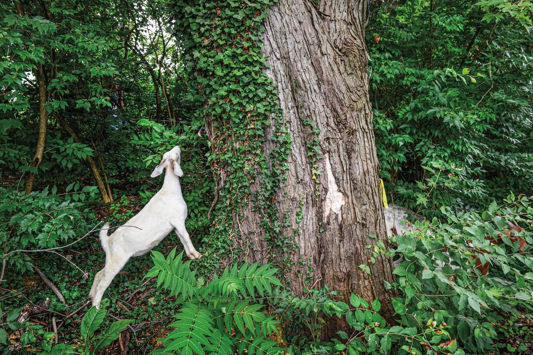 A goat reaches to eat weeds, vines and grasses on the exterior perimeter of Congressional Cemetery in Washington, DC