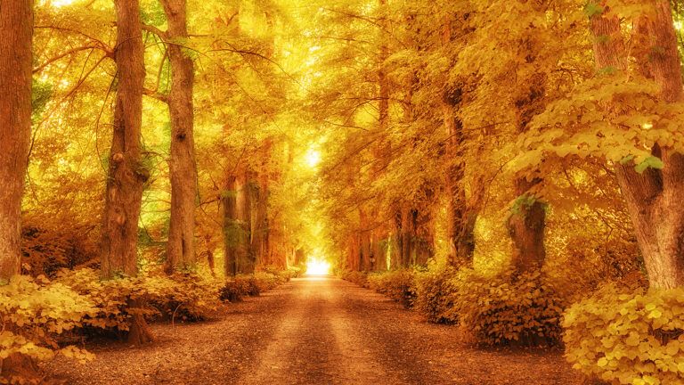 A country road in autumn