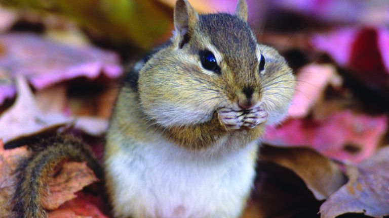 Chipmunk recharging during winter