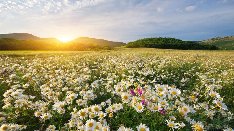 Field of daisies