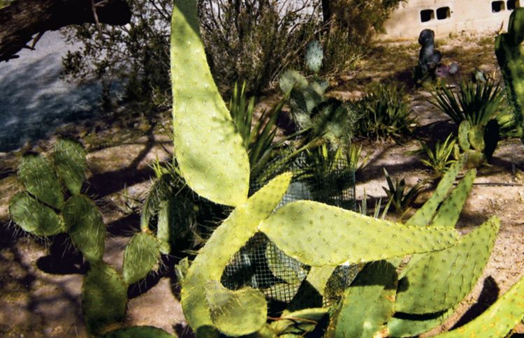 A cactus angel in Arizona