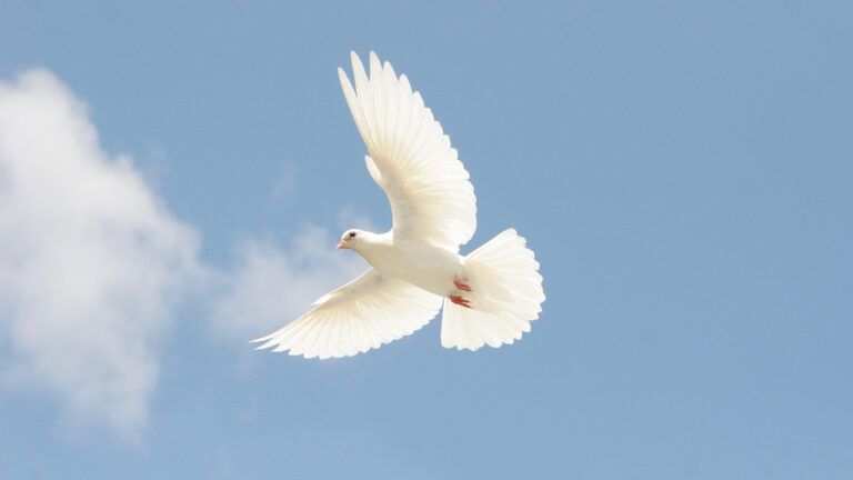 A white dove in flight