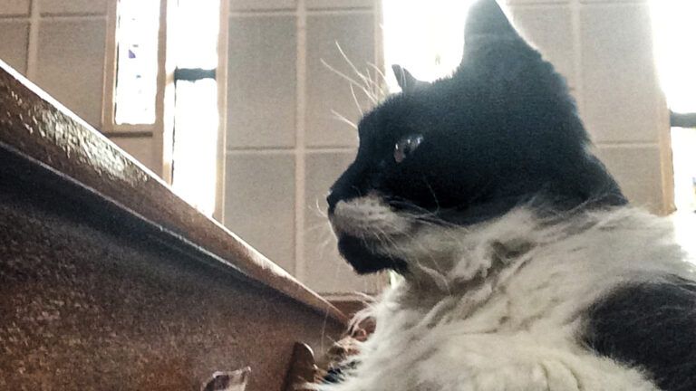 Gracie in a church pew; Photo credit: Katie Canty