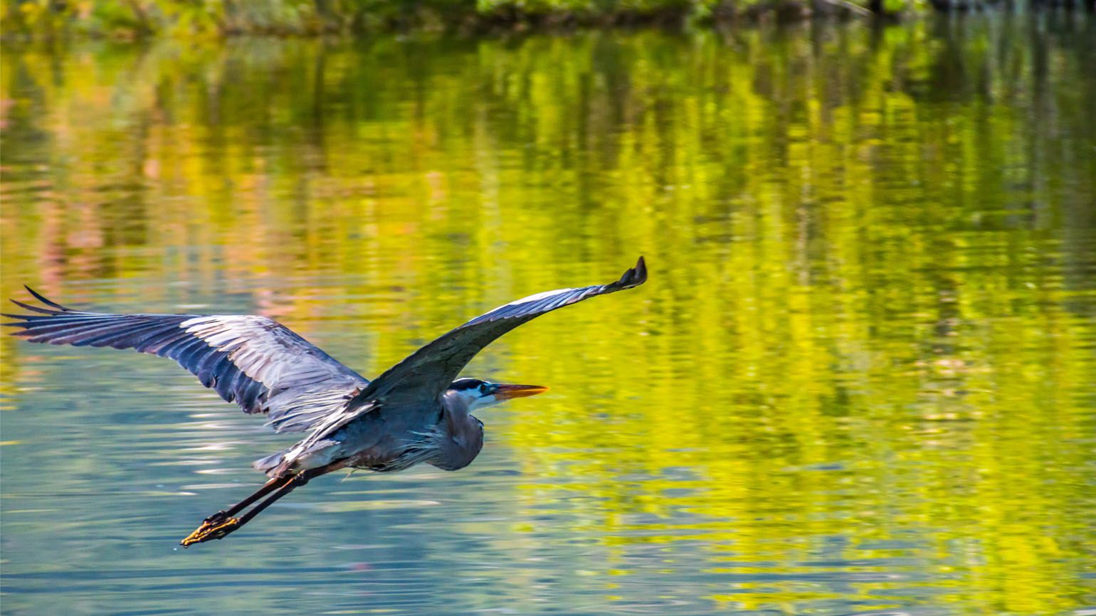 A bird in flight; Getty Images