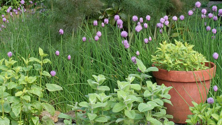 Trimming your herb plants