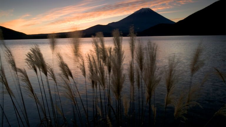 Rushes by the water