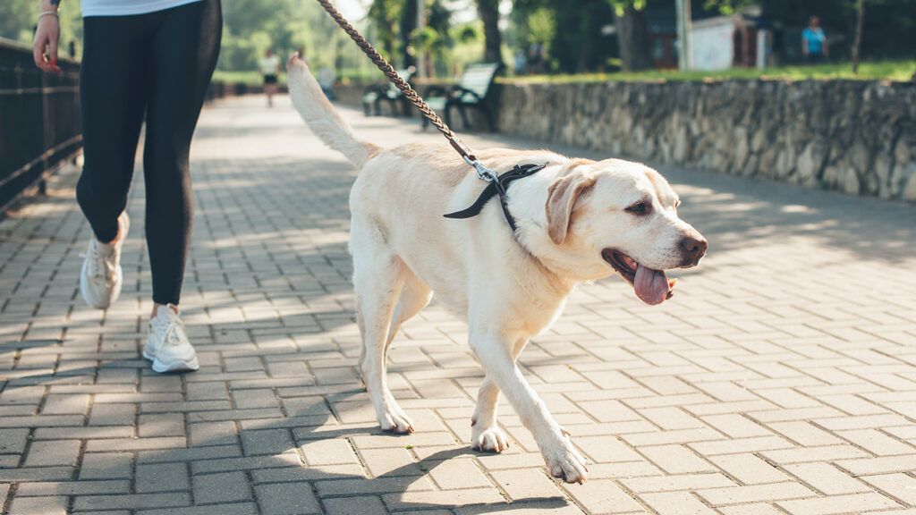 A woman walking her dog