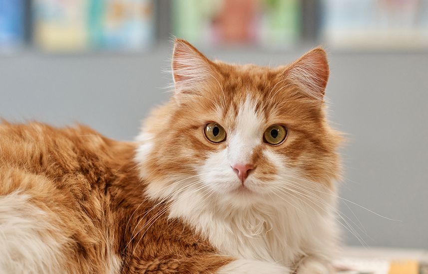 Orange and white cat