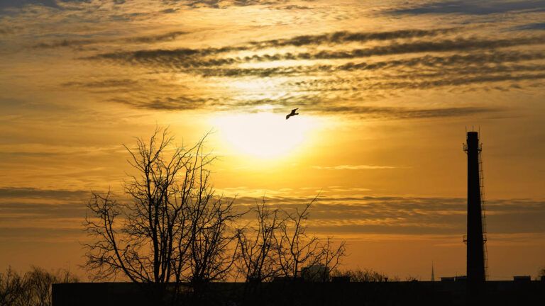 A lone bird flying in the sky.