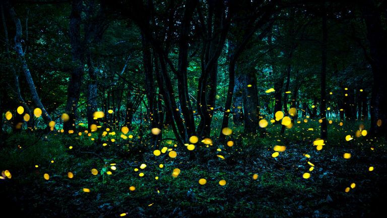 Fireflies