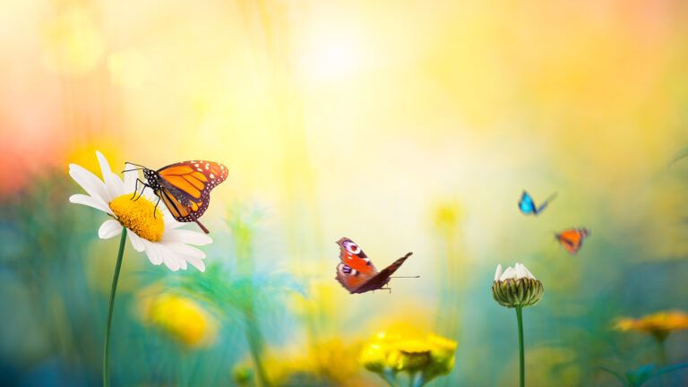 Butterflies among spring flowers