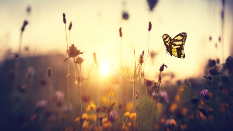 Butterfly among summer flowers