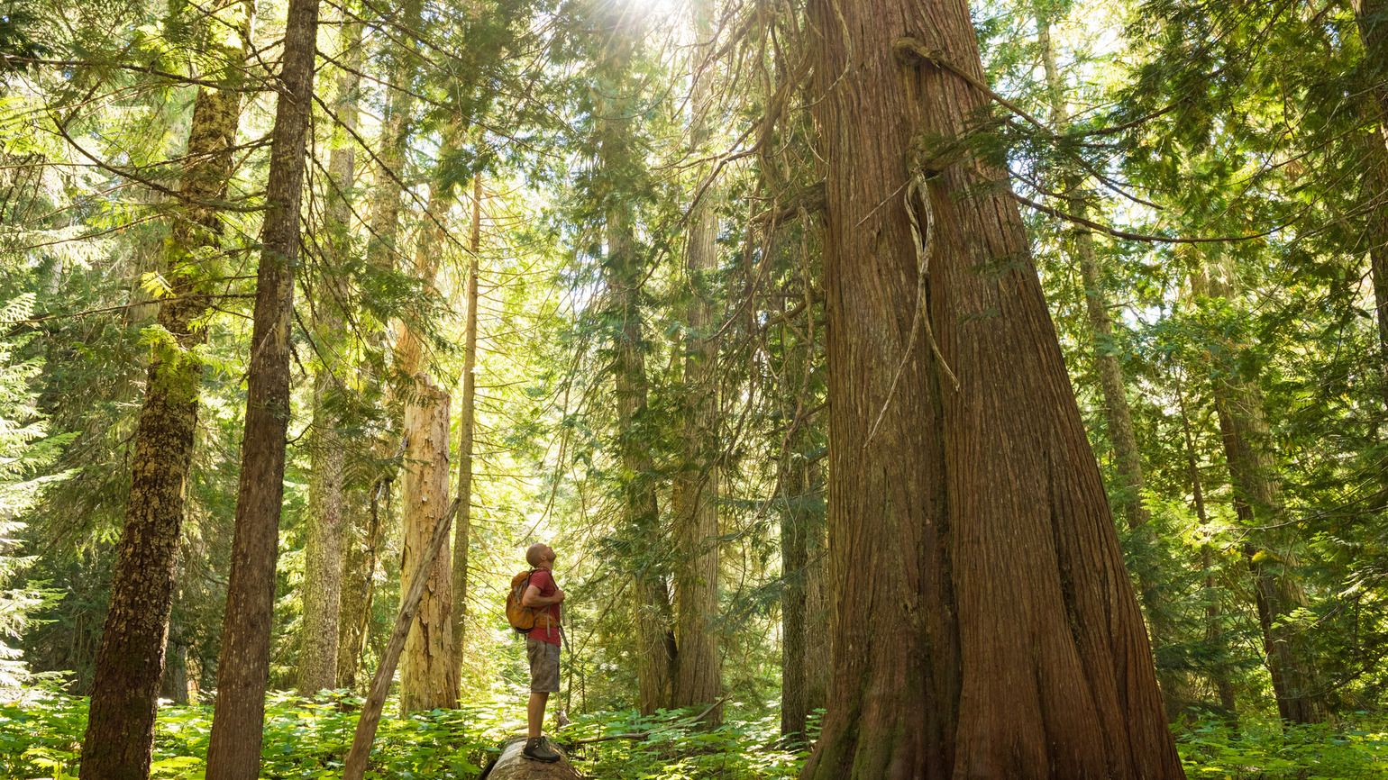 A hiker looking up at a tree marveling at God's hand