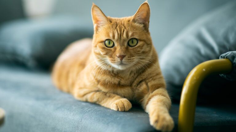 Ginger cat