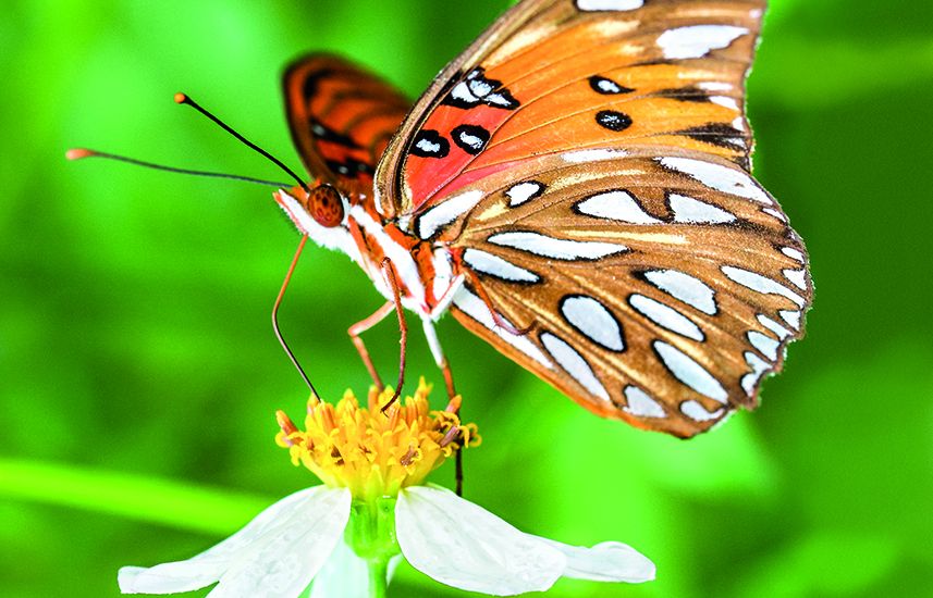 A gulf fritillary