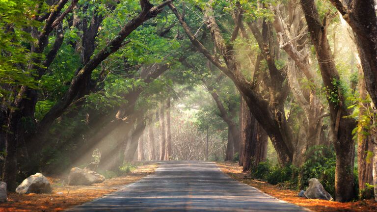 Sunlight streaming through trees