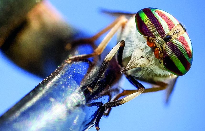 A horse fly