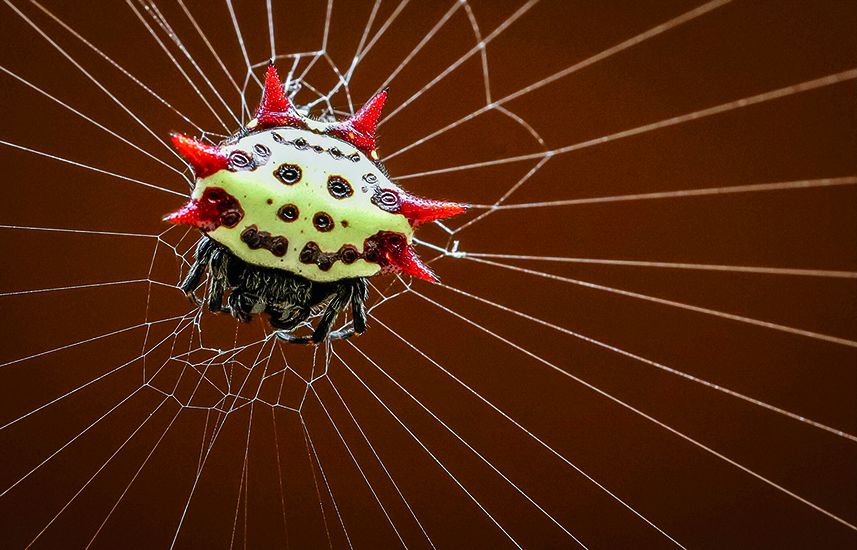 A spiny-backed orb-weaver on a web