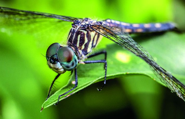 A blue dasher dragonfly