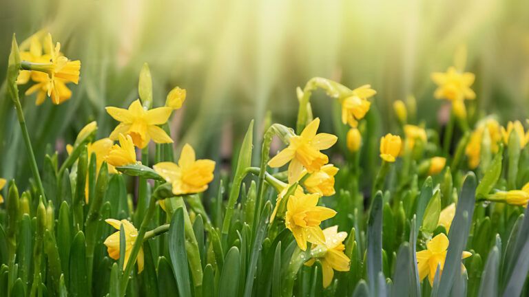 Daffodils in the garden