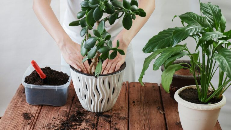 Potting plants